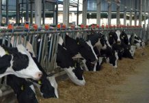 Subvenții pentru crescătorii de animale: Subvenţia la vacă, mult mai mare decât la porc