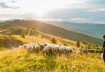 Libienii vor să cumpere oi din România. Au venit în țară pentru a vedea care este situația