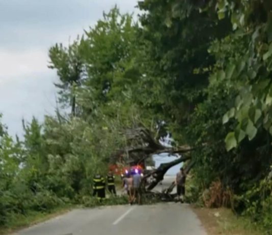Gorj: Copac doborât de vânt pe carosabil