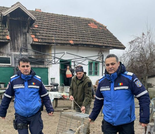 Gorj: Pisică sălbatică, atac la păsări într-o gospodărie. A fost capturată