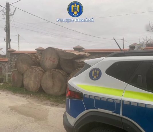 Gorj: Au tăiat ilegal un arbore de esență foarte rară pentru a-l face viori. Pădurarul le-a dat pontul
