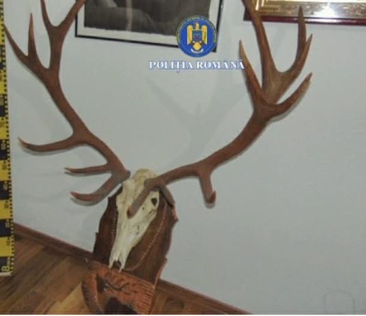 Gorj: Încătușați! Grup de braconieri destructurat. Zeci de kilograme de carne depistate la percheziții. ”Nu iertau” nici capra neagră
