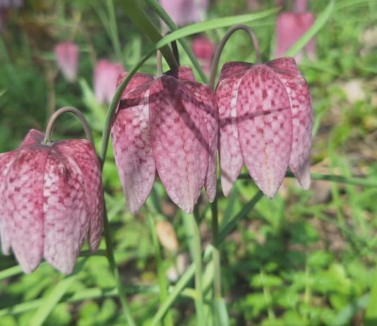 Galerie foto: Minuni! Au înflorit lalelele pestrițe în pădurea Botorogi