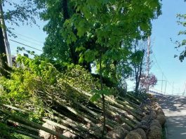 Târgu Jiu: Încep să ajungă! Mii de arbori și arbuști vor fi plantați în Parcul Central