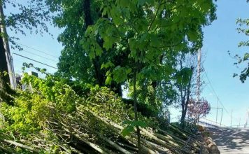 Târgu Jiu: Încep să ajungă! Mii de arbori și arbuști vor fi plantați în Parcul Central