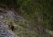 Atenție! Pui de urs pe Cheile Sohodolului. O tânără i-a fotografiat în apropierea drumului
