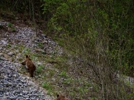 Atenție! Pui de urs pe Cheile Sohodolului. O tânără i-a fotografiat în apropierea drumului