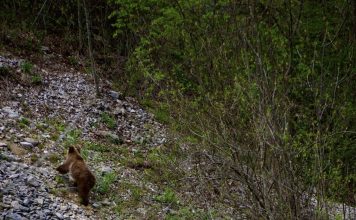 Atenție! Pui de urs pe Cheile Sohodolului. O tânără i-a fotografiat în apropierea drumului