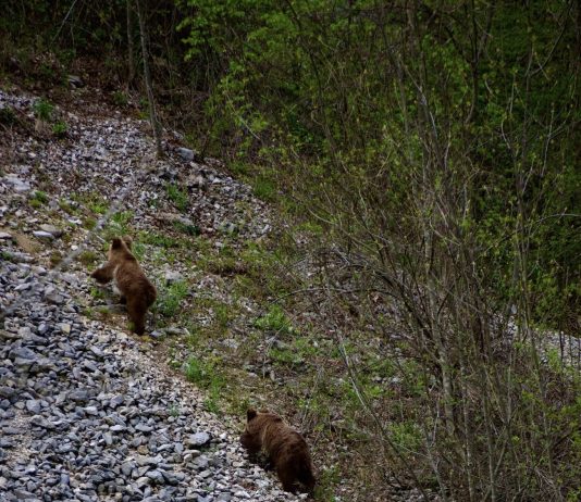 Atenție! Pui de urs pe Cheile Sohodolului. O tânără i-a fotografiat în apropierea drumului