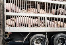 Pachet de măsuri pentru combaterea gripei porcine: Se limitează transportul animalelor