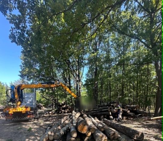 Gorj: Verificări! Polițiștii au confiscat peste 260 de metri cubi de material lemnos