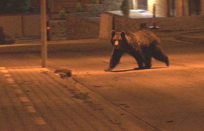 urs strada... bun