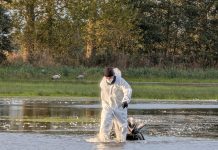 Gripă aviară confirmată la păsări sălbatice